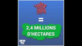 Déforestation: chaque année un Français consomme l'équivalent de 352m² de forêt