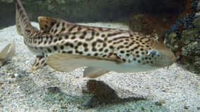 Un requin-zèbre dans un bassin du parc aquatique Océanopolis de Brest, en 2003 (photo d'illustration)