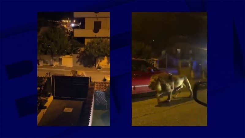 Italie: les images du lion qui s'est échappé d'un cirque avant d'être retrouvé dans les rues d'une ville