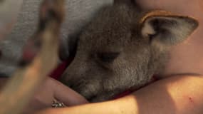 Ce refuge en Australie tente de sauver les animaux rescapés des incendies