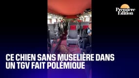  La photo d'un chien sans muselière dans un TGV, postée par une ex-députée socialiste, fait polémique 