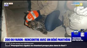Toulon: rencontre avec Pakkun, le bébé panthère du zoo du Mont Faron