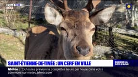 Saint-Étienne-de-Tinée: un cerf en ville