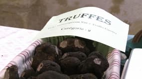 Des truffes noires du Périgors, en vente sur le marché de Sainte-Alèvre en Dordogne.