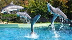 Des dauphins lors d'un spectacle aquatique, le 14 octobre 2017 au delphinarium du parc zoologique La Planète Sauvage à Port-Saint-Père, dans l'ouest de la France.