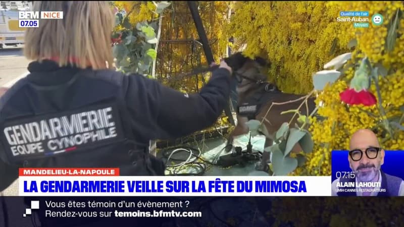 Mandelieu-la-Napoule: la fête du mimosa, un défi pour les gendarmes