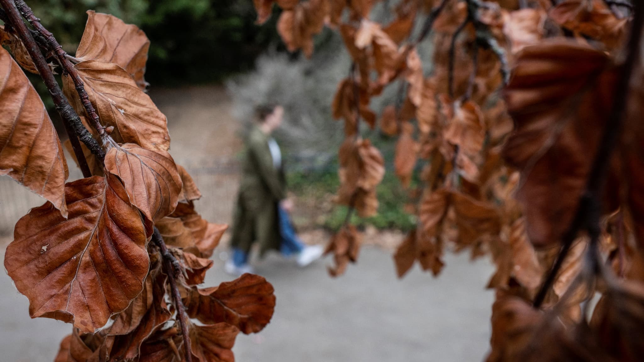 Un arbre aux feuilles brunes et séchées, dans l'est de Londres, le 23 août 2022. 