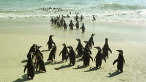 Des manchots regagnent la mer depuis la plage de Milnerton au nord-ouest du Cap, le 24 août 2000