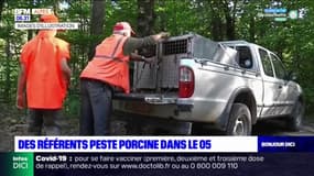 Hautes-Alpes: des référents "peste porcine" bientôt formés