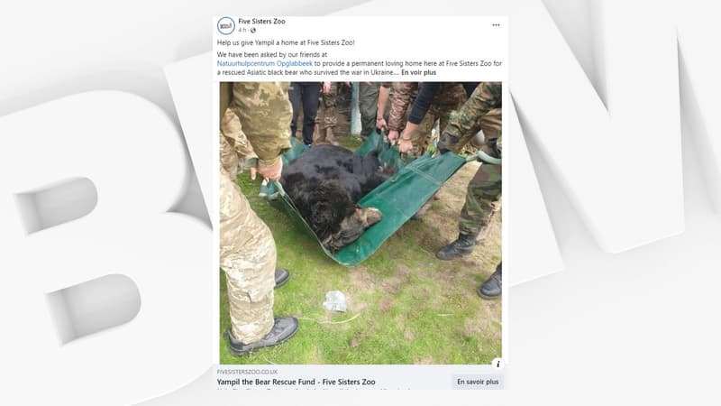 Guerre en Ukraine: un ours noir blessé et traumatisé va être adopté par un zoo écossais