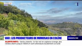 Var: les producteurs de Mimosas en colère