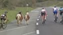 Des poneys s'invitent sur la deuxième étape de la Vuelta