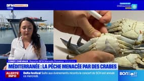 Etang de Berre: la pêche menacée par le crabe bleu