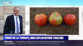 Virus de la tomate: le ministre de l'Agriculture assure que "le foyer est circonscrit à une exploitation" dans le Finistère