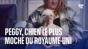 Peggy, le chien "le plus moche" du Royaume-Uni