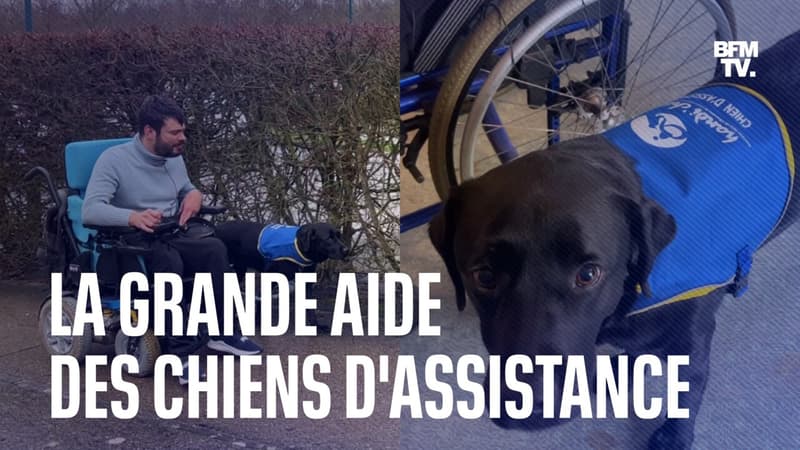 Voici comment les chiens d’assistance viennent en aide aux personnes en situation de handicap