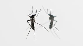 L'OMS, qui a annoncé une réunion du comité d'urgence le 1er février en raison  de la propagation du virus Zika - Jeudi 28 janvier 2016