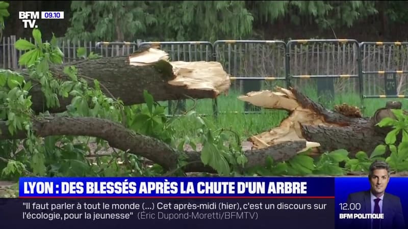 Chute d'arbre à Lyon: une mère et son bébé blessés