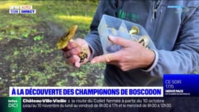 Alpes-du-Sud: à la découverte des champignons de la forêt de Boscodon