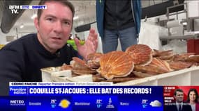 Bien gérées, moins pêchées: la coquille Saint-Jacques bat désormais des records d'abondance