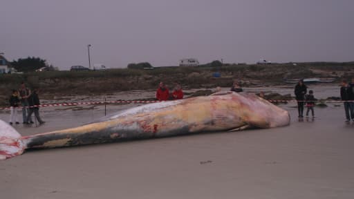 Une baleine de 16 tonnes s'est échouée sur la plage de "Pors Carn" à Penmarc'h.