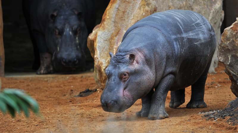L'hippopotame Kvido explore son nouvel enclos au zoo de Beauval.