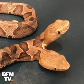 Un serpent rare à deux têtes trouvé aux États-Unis
