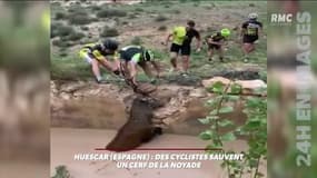 VIDEO: 5 cyclistes sauvent (comme ils peuvent) un cerf de la noyade 