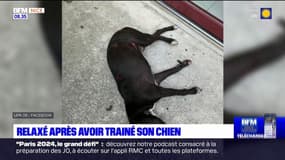 Nice: le propriétaire de Tsuki, chien mort après avoir été traîné dans la rue, a été relaxé
