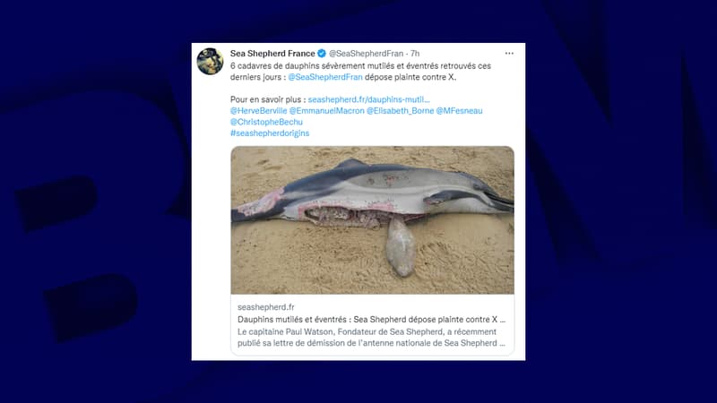 L'ONG Sea Shepherd France a annoncé le 16 janvier 2023 "porter plainte contre X" après la découverte de plusieurs dauphins "mutilés et éventrés" sur des plages du littoral Atlantique