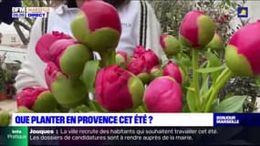Que planter en Provence cet été ? 
