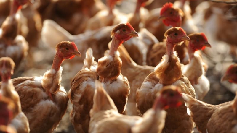 Grippe aviaire: le risque redescend à un niveau 