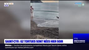 Var: plusieurs bébés tortues sont nées à Saint-Cyr-sur-Mer et Fréjus