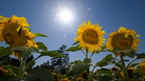 Un champ de tournesols près de Selm, dans l'ouest de l'Allemagne, lors d'une journée d'été ensoleillée, le 19 juillet 2022. (photo d'illustration)