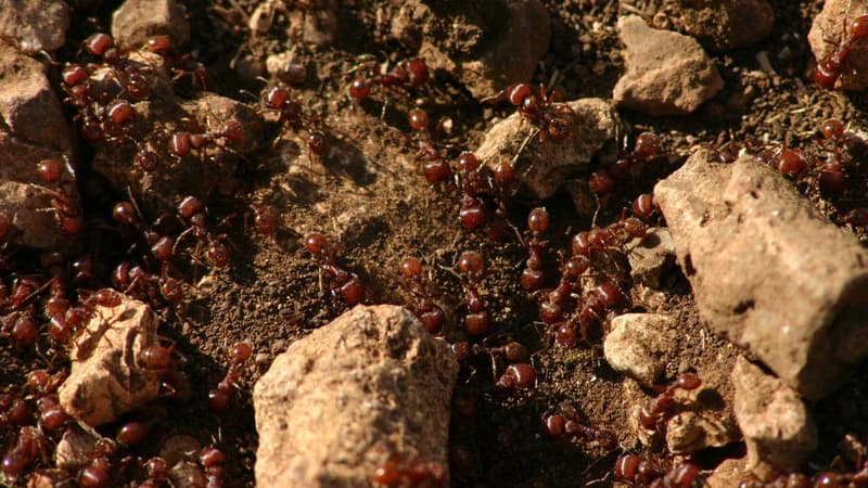 Colonie de fourmis de feu au Texas. (illustration)
