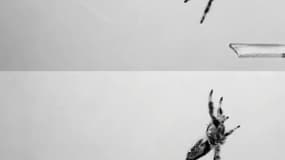 Ils entraînent une araignée pour étudier ses mouvements