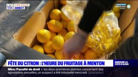 Fête du Citron: le fruitage commence à Menton