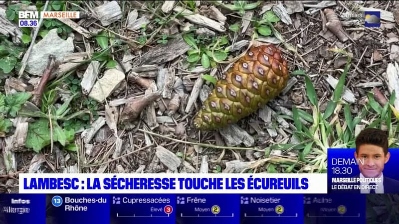 Bouches-du-Rhône: les écureuils de Lambesc impactés par la sécheresse