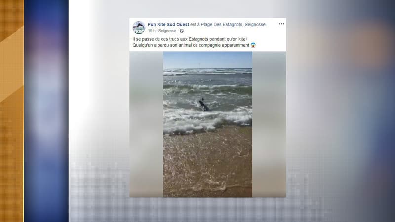 Le requin a été observé dimanche sur le bord d'une plage à Seignosse.