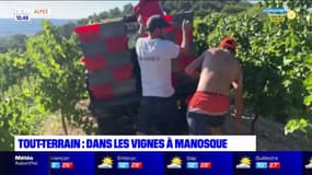 Tout-Terrain: début des vendanges dans les vignes de Manosque