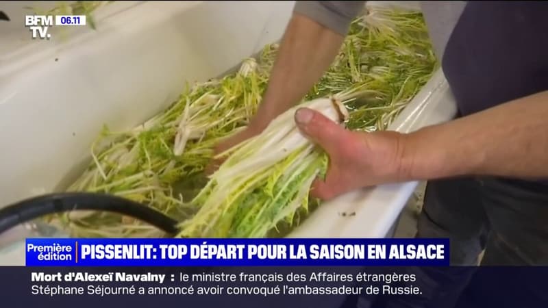 Top départ pour les récoltes de pissenlits en Alsace