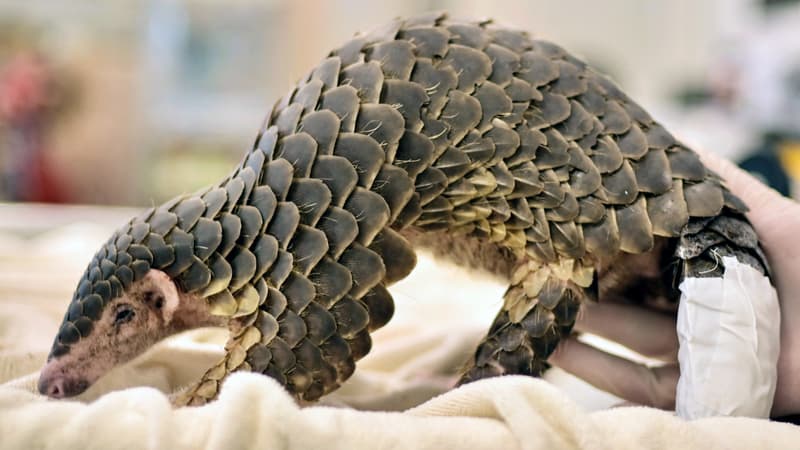 Un jeune pangolin au Leofoo Village Zoo à Hsinchu, dans le nord de Taïwan, le 31 août 2022. Photo d'illustration 