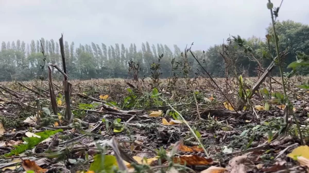 placeholder video