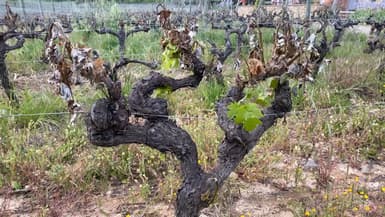 Plusieurs exploitations viticoles du Var sont fortement touchées par le gel en ce mois d'avril 2024