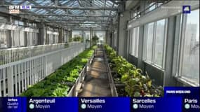 Romainville: une cité maraichère produit des légumes hors-sol