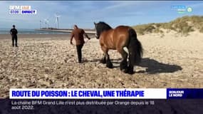 Au Portel, le cheval est une thérapie