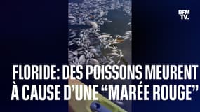 Des milliers de poissons meurent en Floride à cause d’une “marée rouge” 