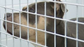 Le pitbull est gardé en cage depuis l'attaque, au Havre.