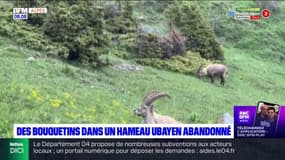 Alpes-de-Haute-Provence: des bouquetins dans un hameau ubayen abandonné