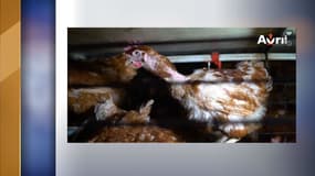 L214 rend publiques ce jeudi les images choquantes d’un élevage intensif de 150 000 poules pondeuses dans l’Essonne, à proximité de Forges-les-Bains, produisant des œufs pour le groupe Avril.